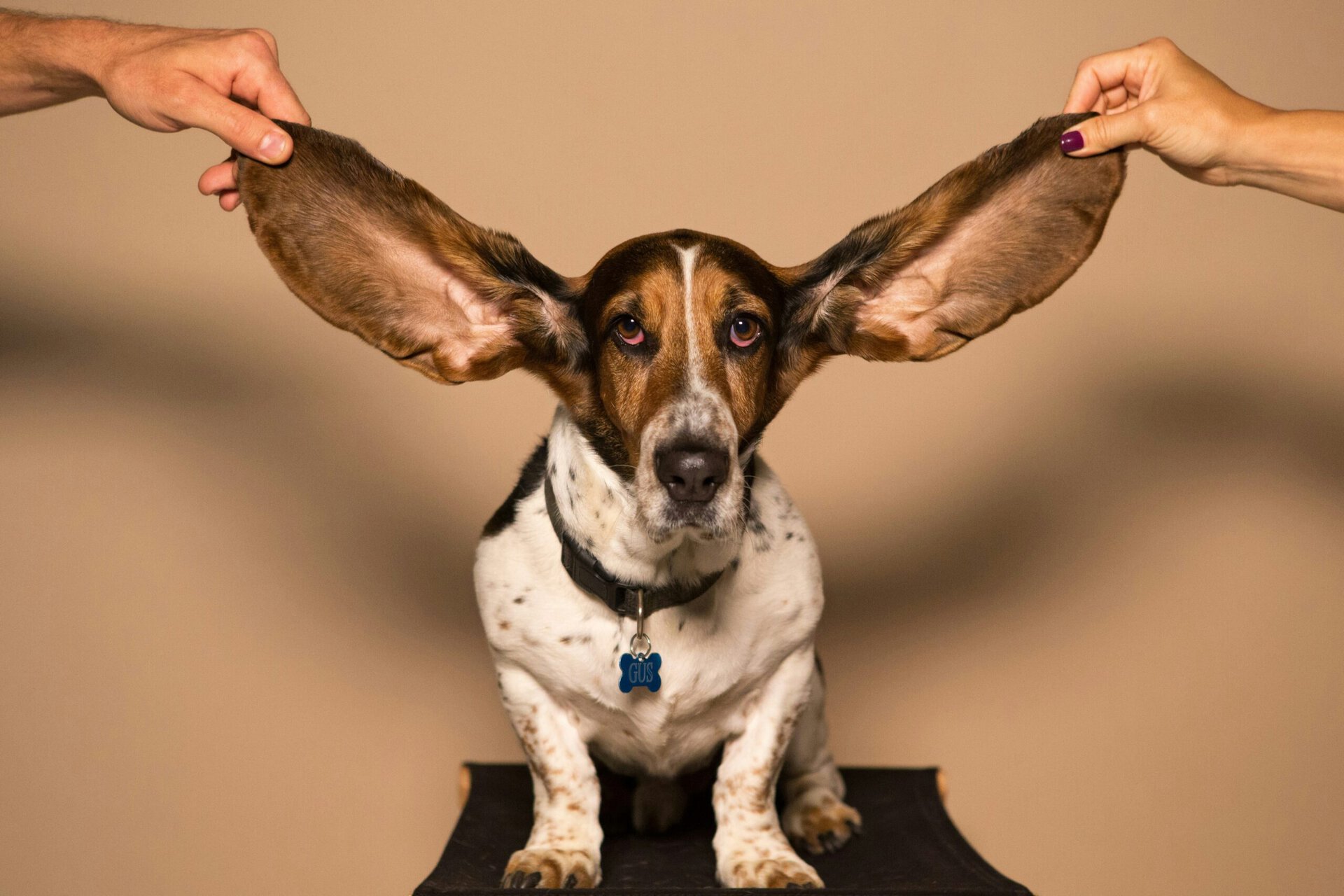 Dog with large ears being held by two hands, symbolizing outreach and communication.